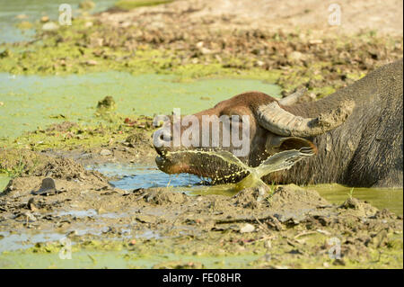 Asian Water Buffalo (Bubalus bubalis) taking a mud bath, Yala National Park, Sri Lanka, March Stock Photo