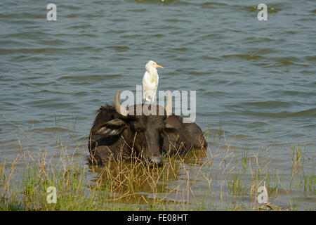 Asian Water Buffalo (Bubalus bubalis) standing in water, with great white egret perched on its back, Yala National Park, Sri Lan