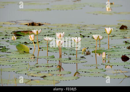 Water Lilies, Yala National Park, Sri Lanka, March Stock Photo