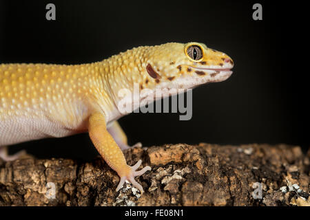 Head of a leopard gecko, Eublepharis macularius, on a branch against a dark background Stock Photo