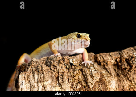 Leopard gecko, Eublepharis macularius, approaching on a branch against a dark background Stock Photo