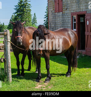 The Canadian horse is a horse breed from Canada that is a strong, well-muscled breed of light horse. Stock Photo