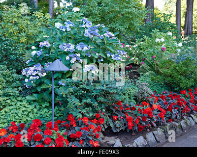 Lacecap hydrangeas in a border with double red begonias Stock Photo