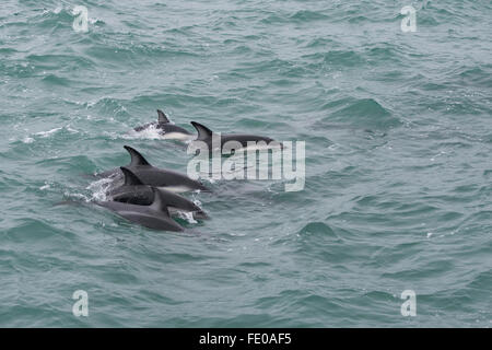 New Zealand, South Island, Kaikoura. Dusky dolphins (Lagenorhynchus obscurus). Stock Photo