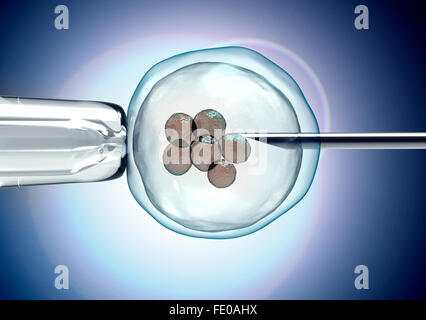 egg is holding by a pipet and a neeldle. Stock Photo