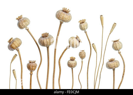 Poppy heads Stock Photo