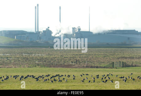 Flock of Dunlins, Calidris alpina, Kent UK Stock Photo