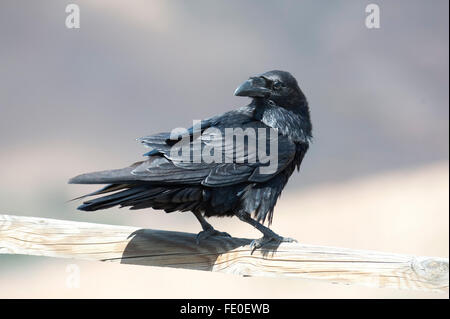 Raven, Fuerteventura, Spain Stock Photo