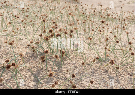 Corralejo Dunes National Park, Fuerteventura, Spain Stock Photo