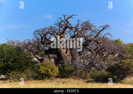 A big african baobab standing on kubu island in Botswana. Stock Photo