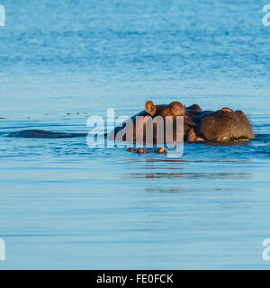 Close up of hippo sleeping and eating in river at the same time at sundown. Chobe, Botswana, Africa. Stock Photo