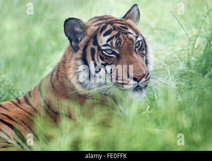 Malayan Tiger, Panthera tigris jacksoni, Stock Photo