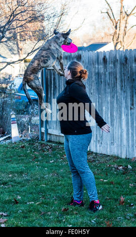 dog jumping for frisbee Stock Photo