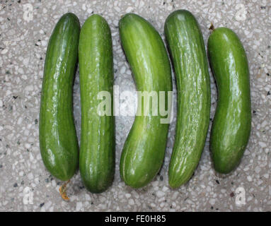 Cucumis sativus, Persian cucumber, thin skinned slender fruits with dark green bumpy skin, white flesh, used in salads, salsa Stock Photo