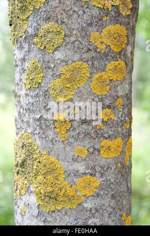 Lichen on Silver Birch Tree Trunk, Finland Stock Photo