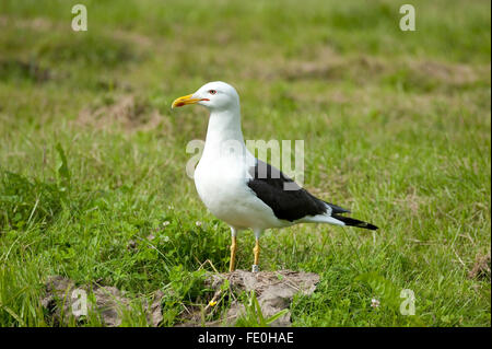Great Black Backed Gull, Larus marinus, Kangasala, Finland Stock Photo