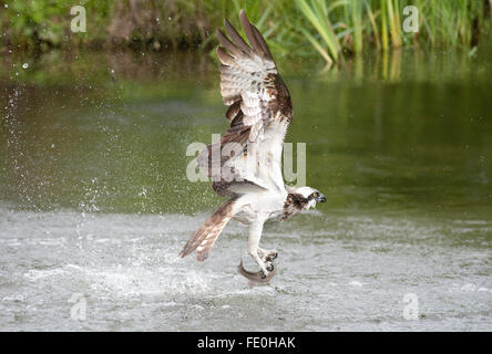 Osprey catching fish in lake, Pandion haliaetus, Kangasala, Finland Stock Photo