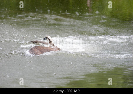 Osprey catching fish in lake, Pandion haliaetus, Kangasala, Finland Stock Photo