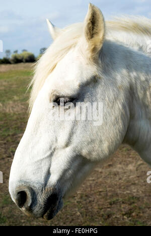 Camargue horse, portrait Stock Photo