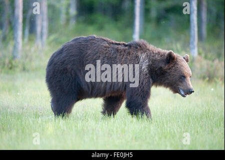 European Brown Bear, Ursus arctos arctos, Finland Stock Photo