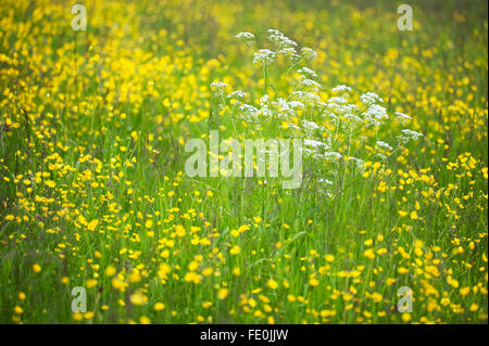 Meadow flowers and grasses, Kuhmo, Finland Stock Photo