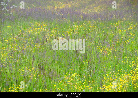 Meadow flowers and grasses, Kuhmo, Finland Stock Photo