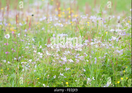 Meadow flowers and grasses, Kuhmo, Finland Stock Photo