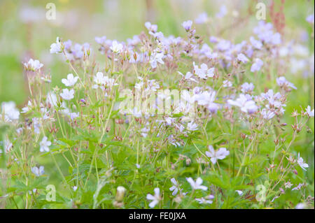 Meadow flowers and grasses, Kuhmo, Finland Stock Photo