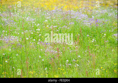 Meadow flowers and grasses, Kuhmo, Finland Stock Photo