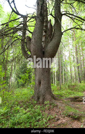 Old Pine Tree, Lentiira, Kuhmo, Finland Stock Photo