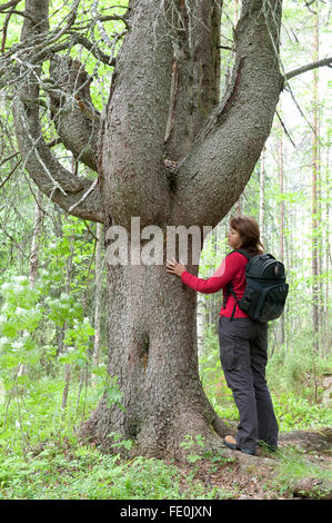 Woman standing by Old Pine Tree, Lentiira, Kuhmo, Finland Stock Photo