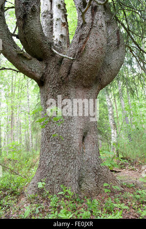 Old Pine Tree, Lentiira, Kuhmo, Finland Stock Photo