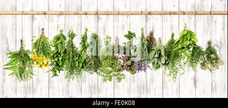 Medicinal herbs. Herbal apothecary. Basil, rosemary, sage, thyme, mint, oregano, marjoram, savory, lavender, dandelion, camomile Stock Photo