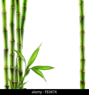 Bamboo isolated on white background. Clipping Path Stock Photo