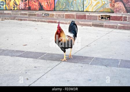 Rooster (Gallus Gallus Domestics) walking around Puerto Rico street Stock Photo