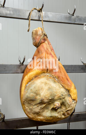 Single large piece of Italian Parma prosciutto ham hanging from stainless steel racks in meat processing plant Stock Photo