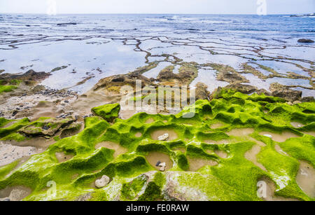 Lord Howe Island in the Tasman Sea, Unincorporated area of New South Wales, Australia. Algae covered rock at Middle Beach Stock Photo