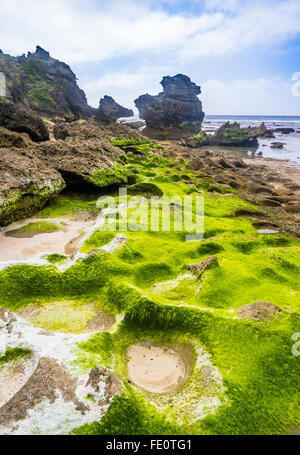 Lord Howe Island in the Tasman Sea, Unincorporated area of New South Wales, Australia. Algae covered rock at Middle Beach Stock Photo