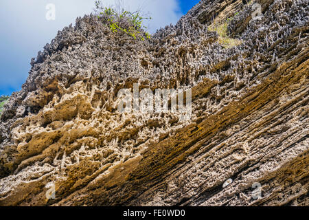 Lord Howe Island in the Tasman Sea, Unincorporated area of New South Wales, Australia. Honeycombed rock formation Middle Beach Stock Photo