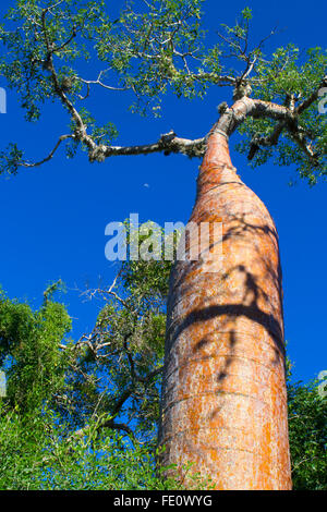 Fony Baobab (Adansonia rubrostipa), Ifaty-Mangily thorn forest, southern Madagascar, Madagascar Stock Photo