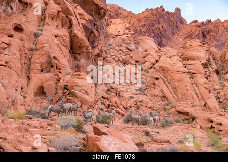 Desert big horn sheep in Valley of Fire State Park, Nevada, USA Stock Photo