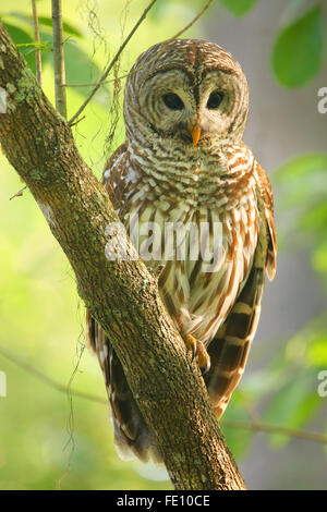 Barred owl (Strix varia) sitting on a tree. Barred owl is best known as the hoot owl for its distinctive call Stock Photo
