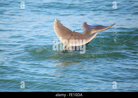 Tails of diving Common bottlenose dolphins near Sanibel island in Florida Stock Photo