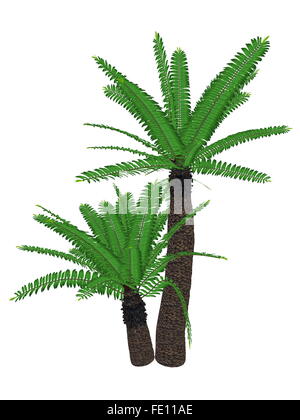 Breadtree, broodboom, eastern cape giant, bushman's river cycad or ...
