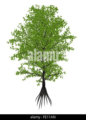 Aberia caffra, the Umkokola, Kei, Kai or Kau apple tree, Dovyalis caffra isolated in white background - 3D render Stock Photo