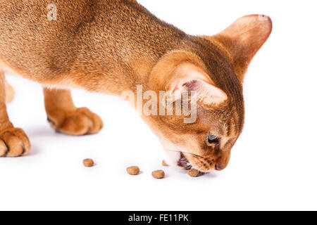Abyssinian cat food Isolated on white background Stock Photo