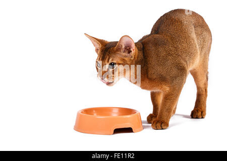 Abyssinian cat food Isolated on white background Stock Photo