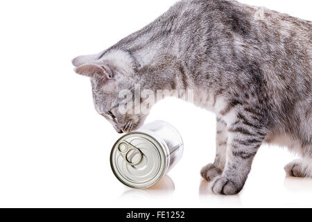 tin cat Isolated on white background Stock Photo