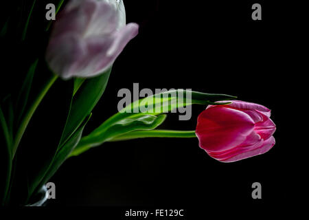 The beauty and elegance of a pink tulip catching the light against a dark background. Stock Photo