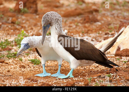 Blue-footed Boobies mating (Sula nebouxii) on North Seymour Island, Galapagos National Park, Ecuador Stock Photo